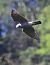 Sparviere (Accipiter nisus) © Horand Maier