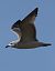 Gabbiano corallino (Ichthyaetus melanocephalus) © Horand Maier