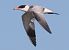 Sterna maggiore (Hydroprogne caspia) © Horand Maier