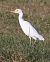 Airone guardabuoi (Ardea ibis) © Horand Maier