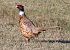 Fagiano comune (Phasianus colchicus) © Horand Maier