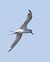 Beccapesci (Thalasseus sandvicensis) © Horand Maier
