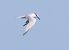 Beccapesci (Thalasseus sandvicensis) © Horand Maier