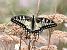 Papilio machaon © Horand Maier