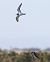 Corriere grosso (Charadrius hiaticula) © Horand Maier