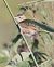 Beccamoschino (Cisticola juncidis) © Horand Maier