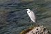 Garzetta (Egretta garzetta) © Ettore Guarnaroli