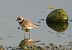 Corriere grosso (Charadrius hiaticula) © Fabio Saporetti