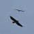 Aquila di mare (Haliaeetus albicilla) Anonimo
