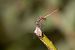 Trithemis annulata  - Lorenzo Maffezzoli