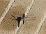 Orthetrum cancellatum © Franco Roscelli