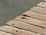 Crocothemis erythraea  - Franco Roscelli