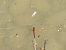 Crocothemis erythraea  - Franco Roscelli