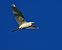 Airone guardabuoi (Ardea ibis) © Marco Esposito