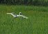 Airone bianco (Ardea alba) © Marco Esposito