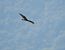 Falco di palude (Circus aeruginosus) © Marco Esposito