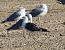 Zafferano (Larus fuscus) © Enrico Viganò