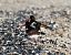 Beccaccia di mare (Haematopus ostralegus) © Enrico Viganò