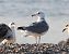 Gabbiano pontico (Larus cachinnans) © Enrico Viganò