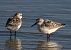 Sanderling (Calidris alba) © Enrico Viganò