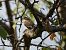 Balia nera (Ficedula hypoleuca) © B Bondioni