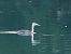 Great Crested Grebe (Podiceps cristatus) © Giuseppe Taverna