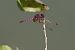 Trithemis annulata © Francesco Ornaghi