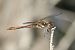 Sympetrum striolatum © Francesco Ornaghi