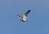 Gufo di palude (Asio flammeus) © Paolo Utmar (FVG)