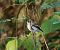 Balia nera (Ficedula hypoleuca) © Nadia Barp
