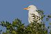Airone guardabuoi (Ardea ibis) © Filippo Ferraioli