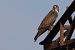 Poiana (Buteo buteo) © Filippo Ferraioli