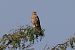 Gheppio (Falco tinnunculus) © Filippo Ferraioli