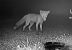 Red Fox (Vulpes vulpes) © Pier Luigi Taiariol