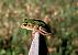 Raganella italiana (Hyla intermedia) © Pier Luigi Taiariol