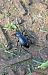 Carabus germarii © Pier Luigi Taiariol