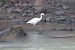 Garzetta (Egretta garzetta) © Enrico Bissardella