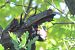 Picchio rosso maggiore (Dendrocopos major) © Enrico Bissardella