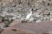 Garzetta (Egretta garzetta) © Enrico Bissardella