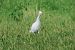Airone guardabuoi (Ardea ibis) © Enrico Bissardella
