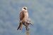 Gheppio (Falco tinnunculus) © Enrico Bissardella