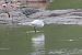 Garzetta (Egretta garzetta) © Enrico Bissardella