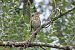 Tordo bottaccio (Turdus philomelos) © Enrico Bissardella