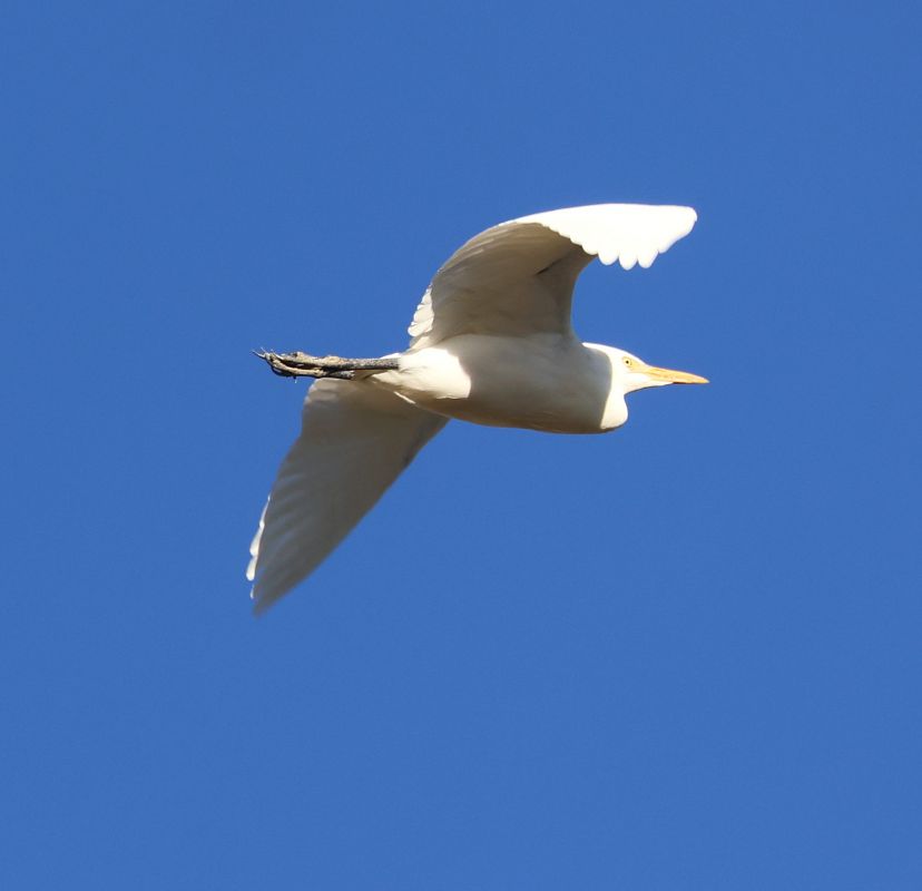 Airone guardabuoi  - Werner Geiger