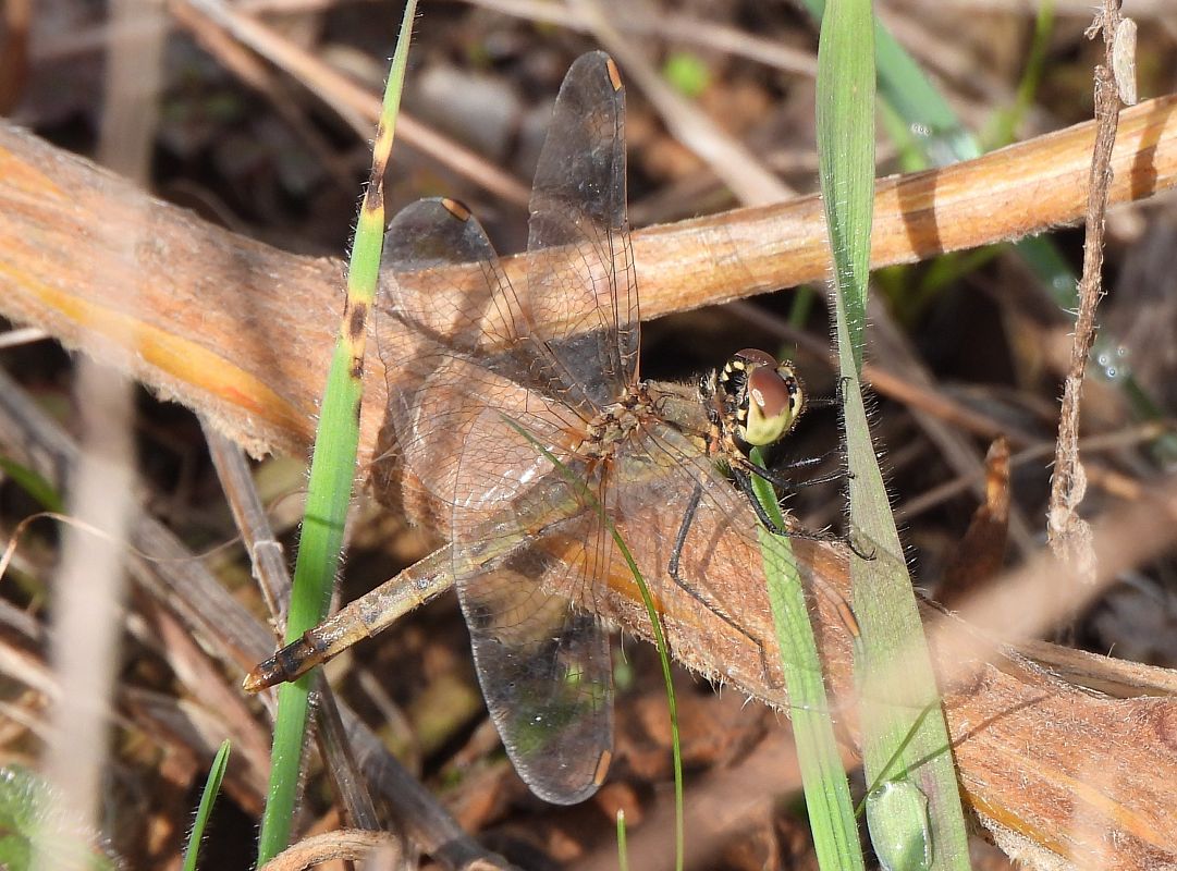 Sympetrum depressiusculum  - Lorenza Piretta