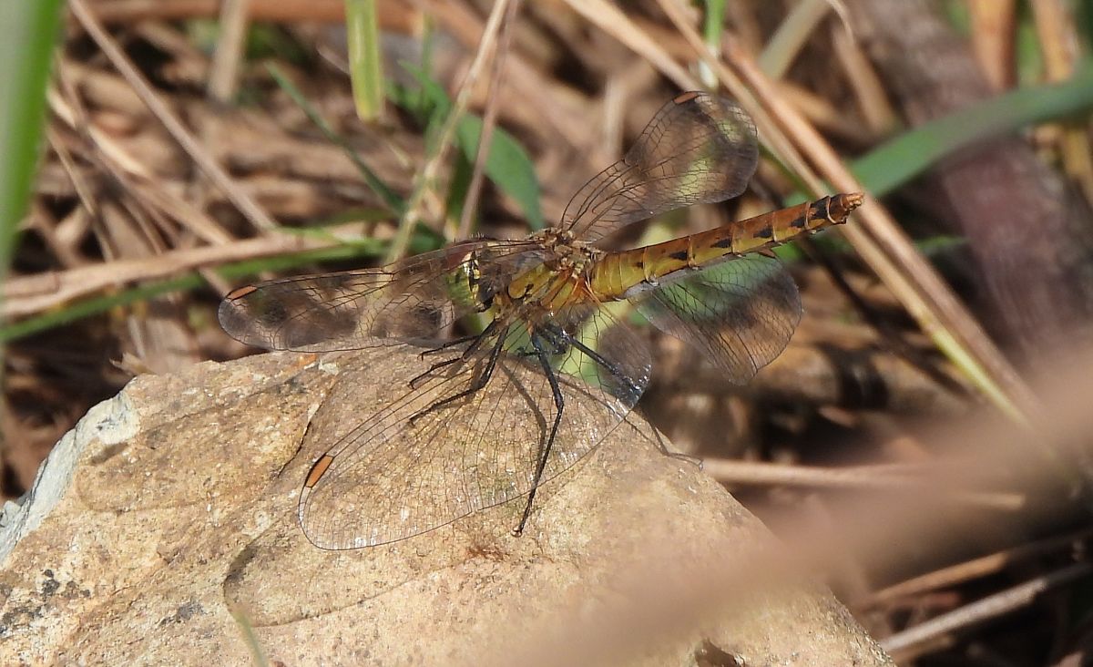 Sympetrum depressiusculum  - Lorenza Piretta