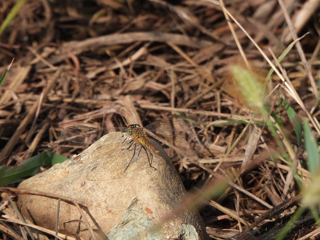 Sympetrum depressiusculum  - Lorenza Piretta