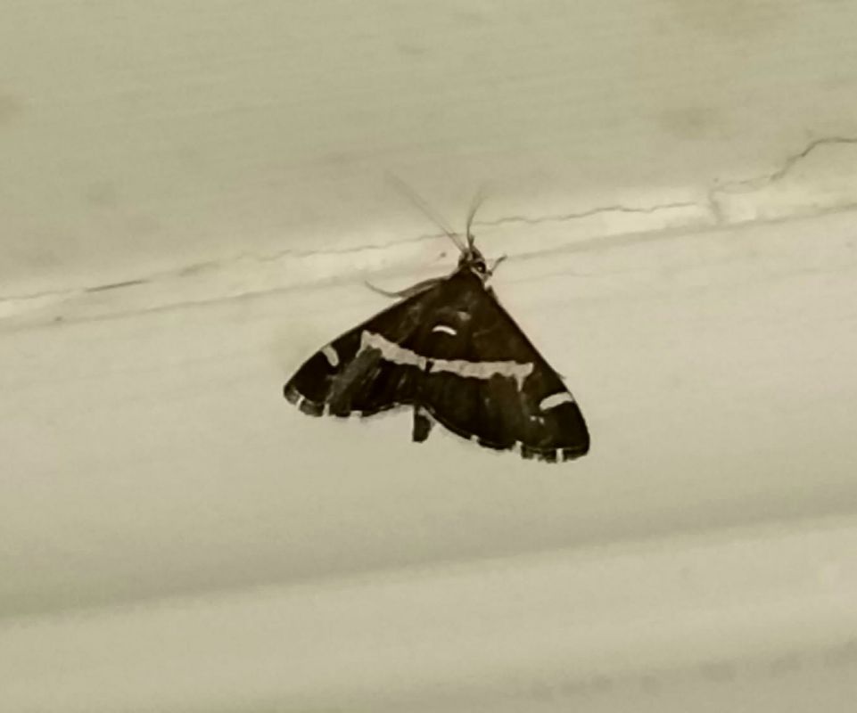 Spoladea recurvalis  - Giovanni Gambale