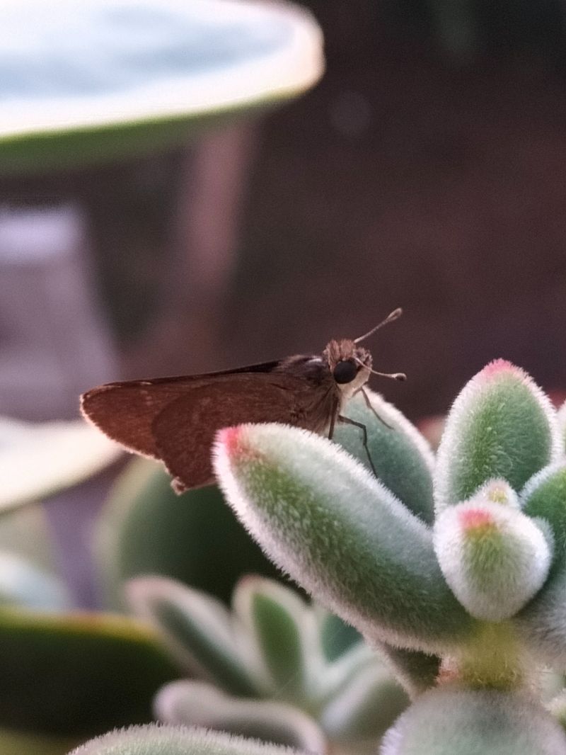 Hesperiidae sp.  - Giovanni Gambale