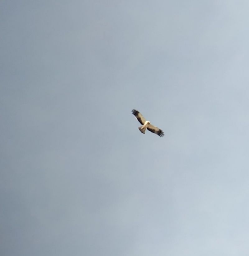 Aquila minore  - Giovanni Gambale